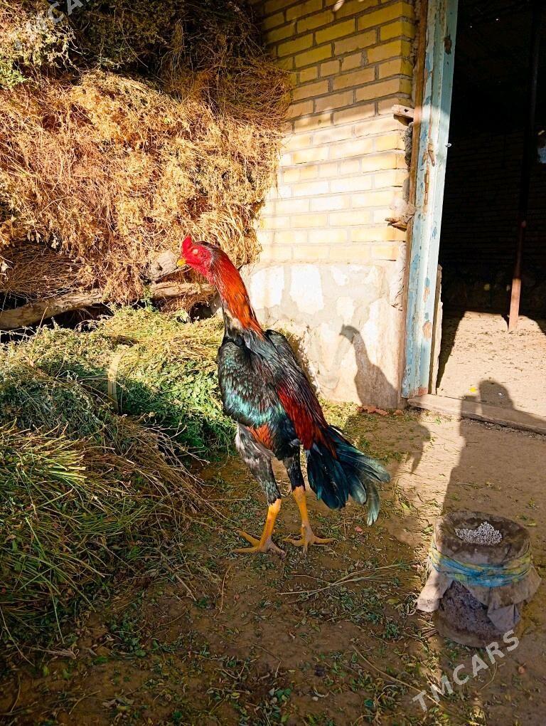 azil vs karey - Керки - img 2