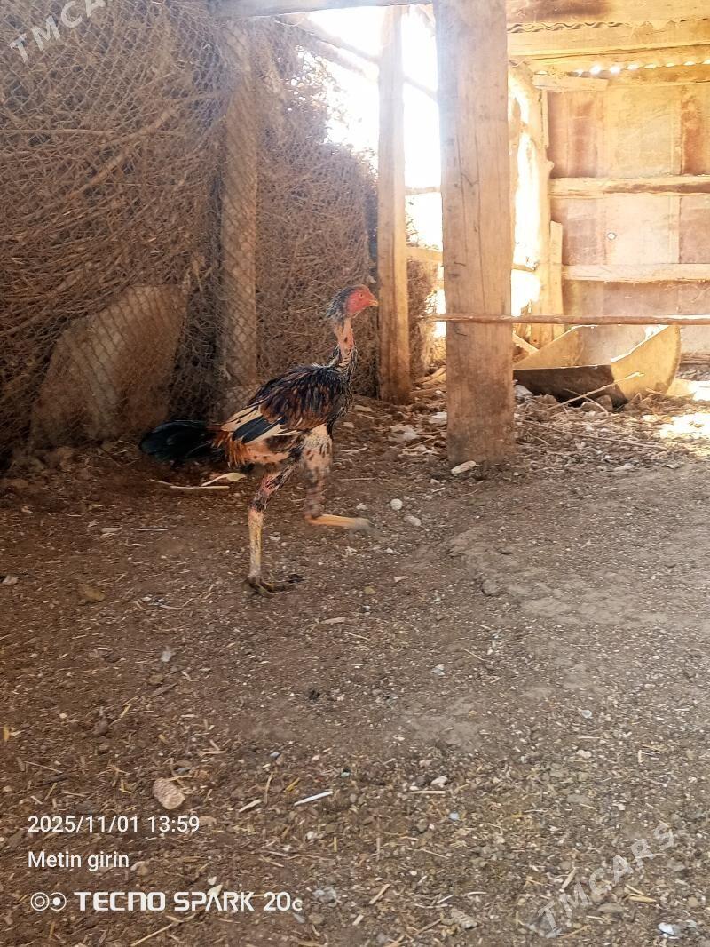 baysy - Байрамали - img 4