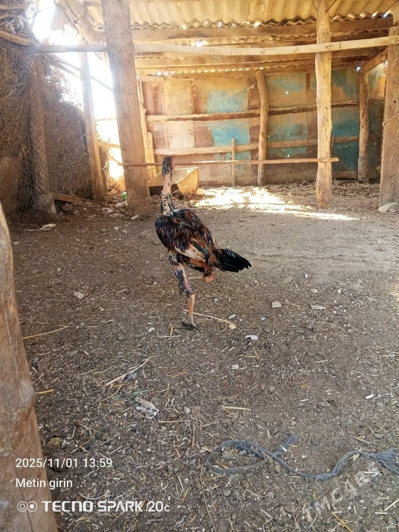 baysy - Байрамали - img 3