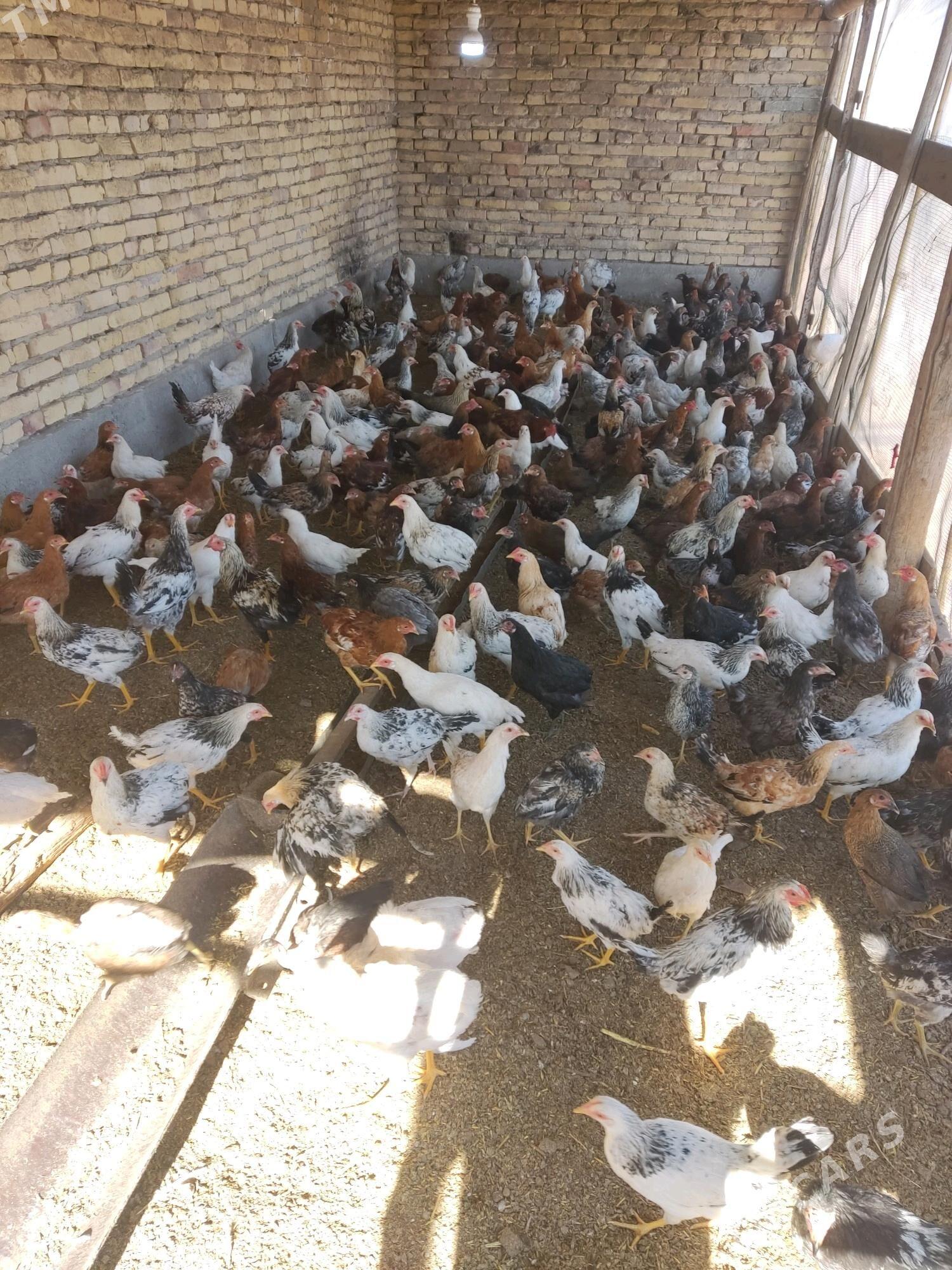 Jüje - Туркменабат - img 4