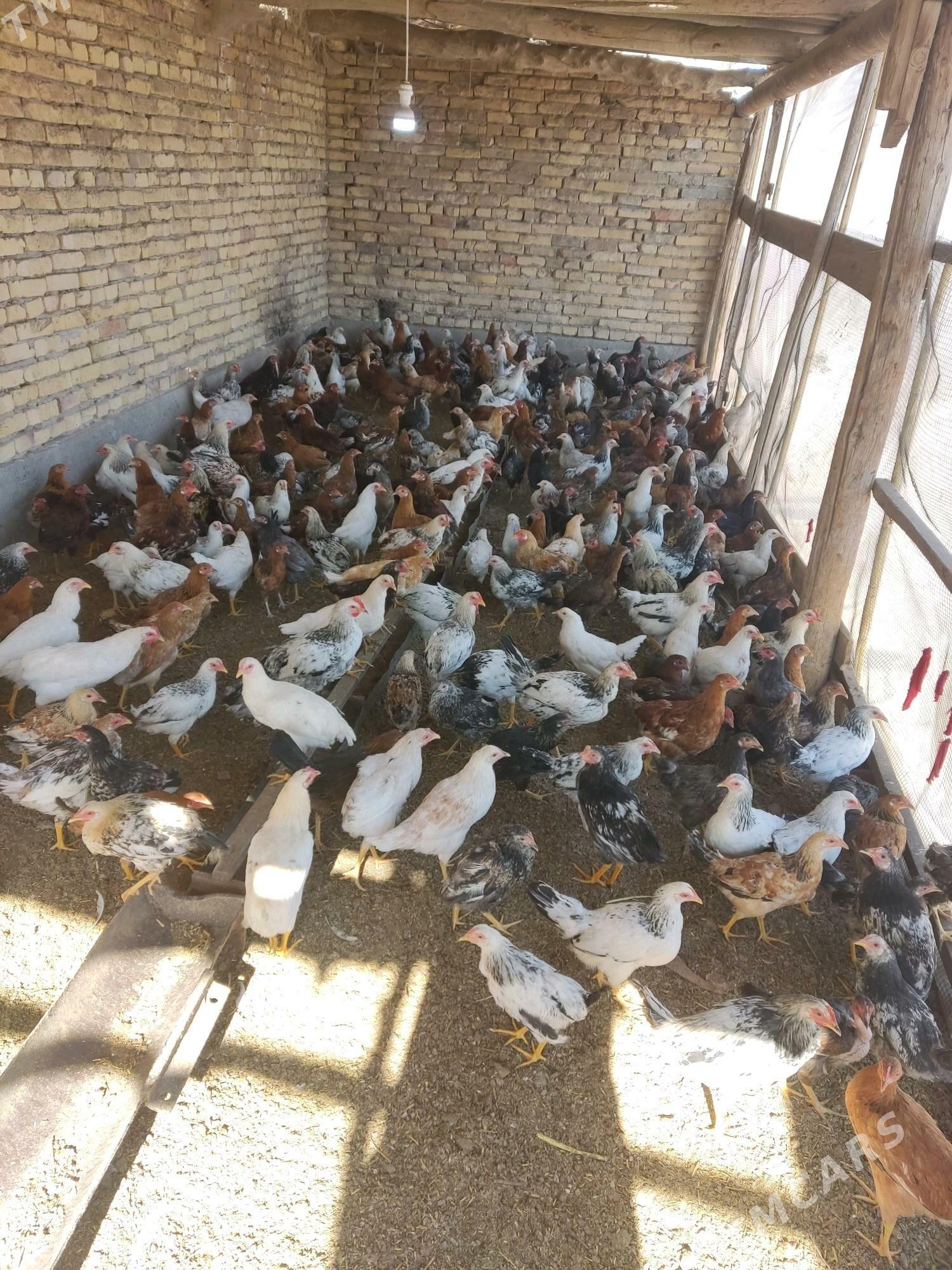 Jüje - Туркменабат - img 2