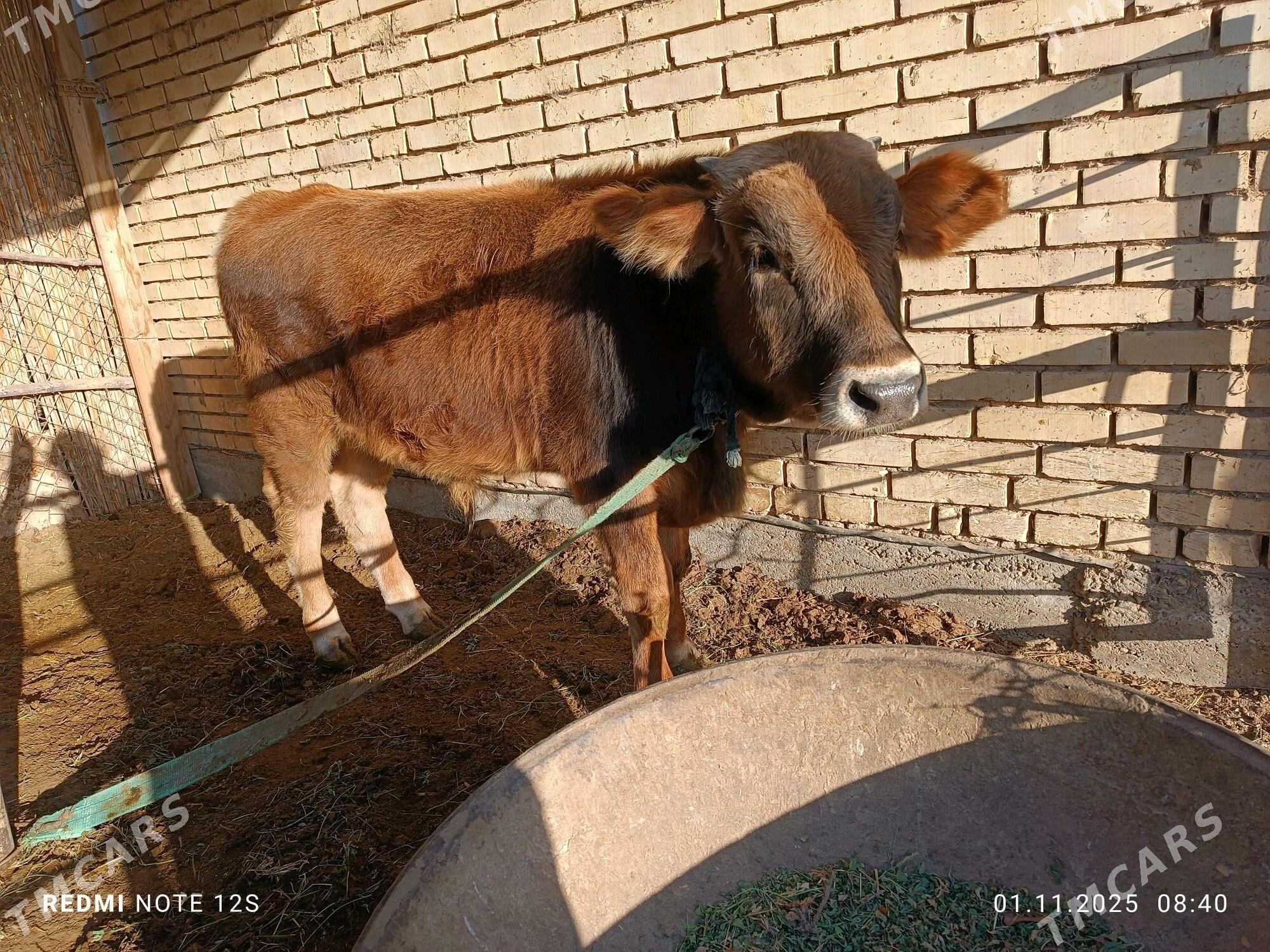 öküz göle - Сакарчага - img 2