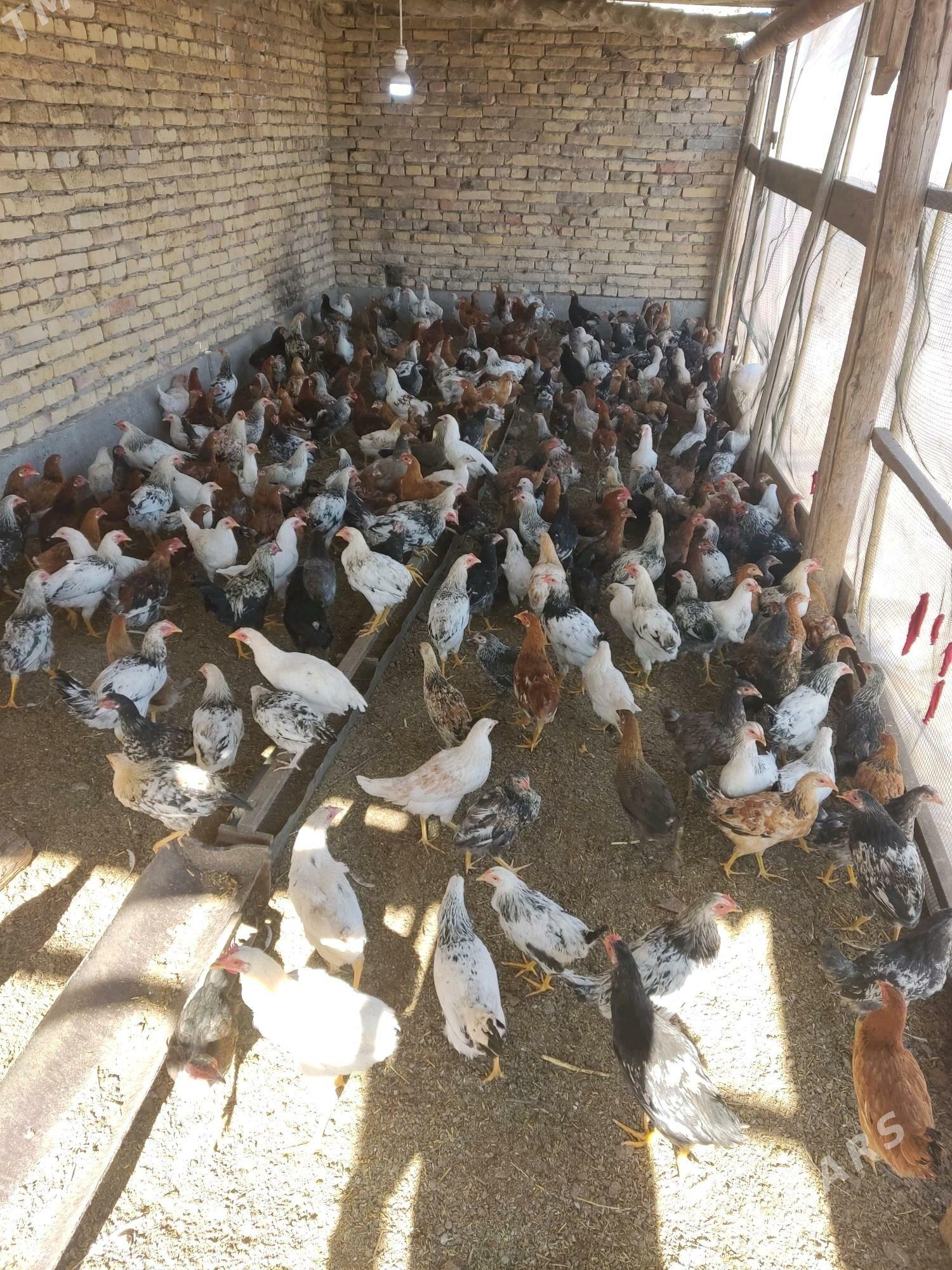 Jüje - Туркменабат - img 3