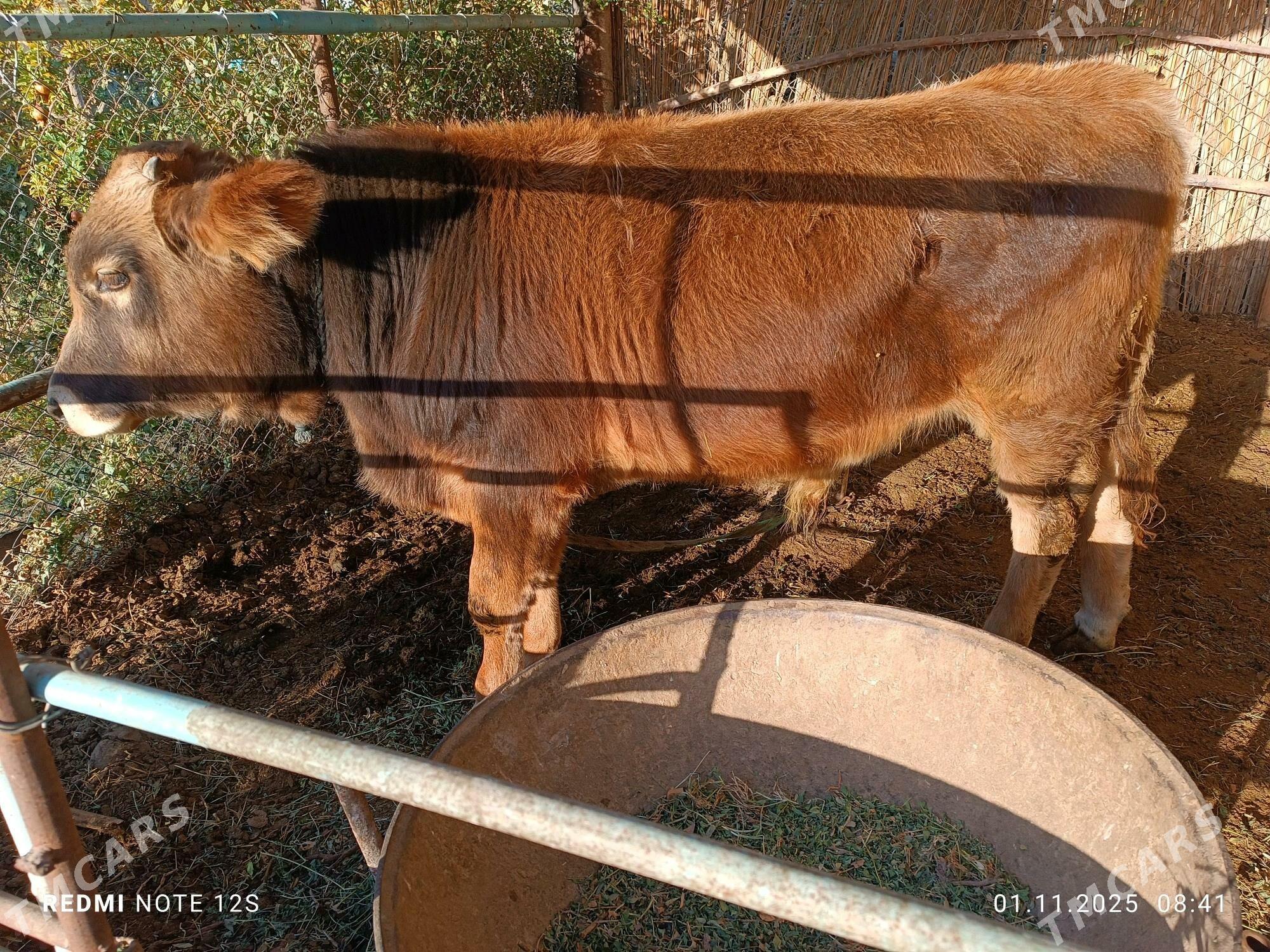 öküz göle - Сакарчага - img 3