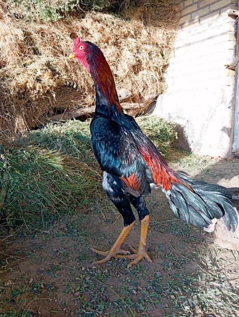 azil vs karey - Керки - img 3