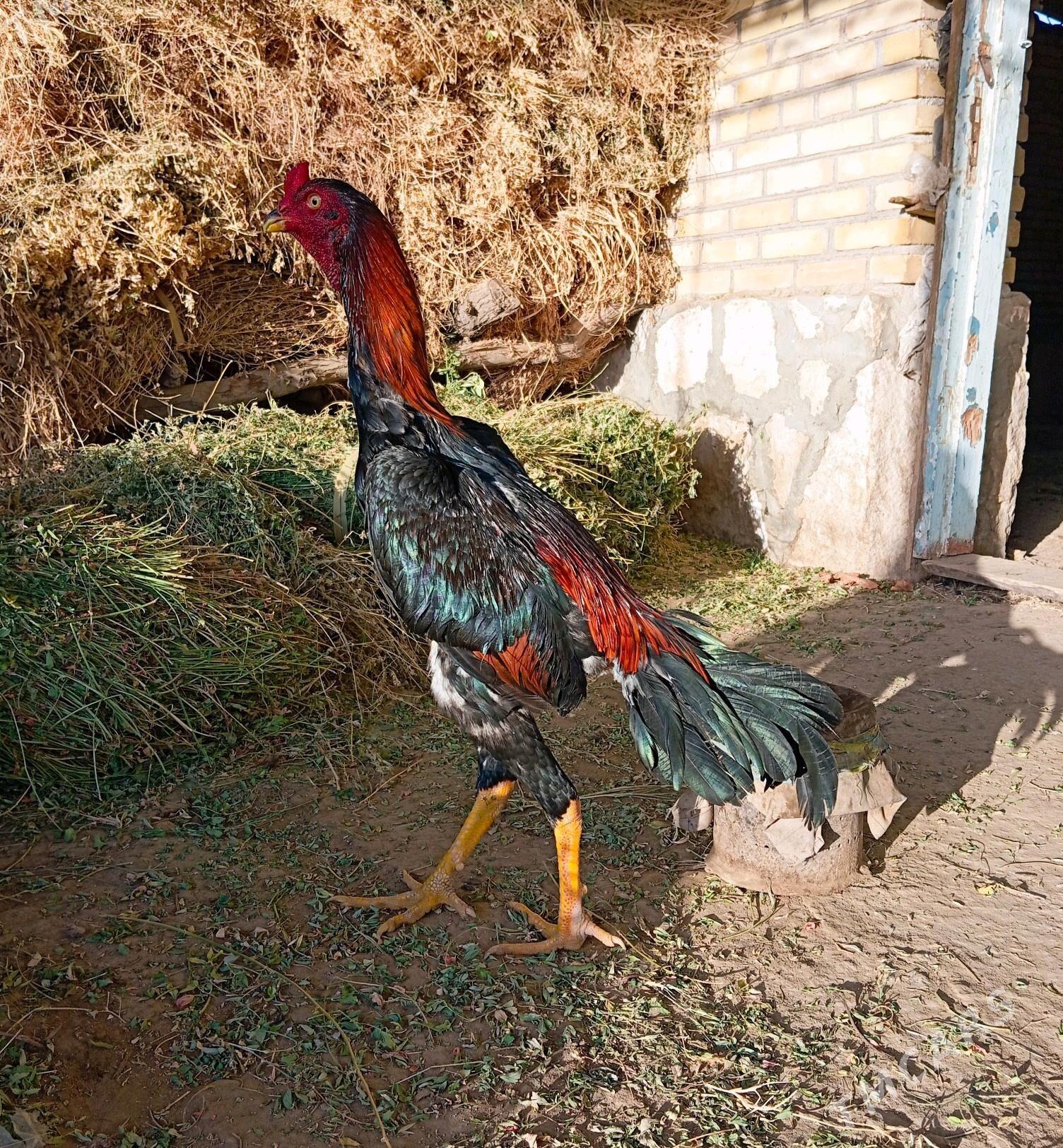 azil vs karey - Керки - img 4