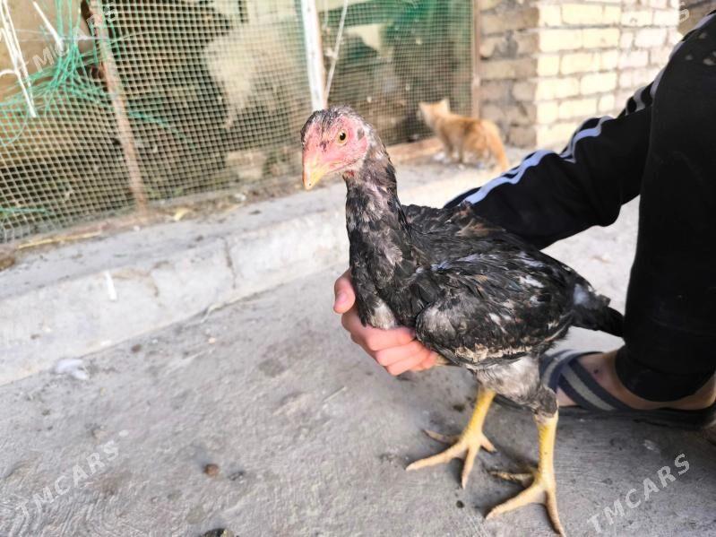 boysow juje - Туркменабат - img 2