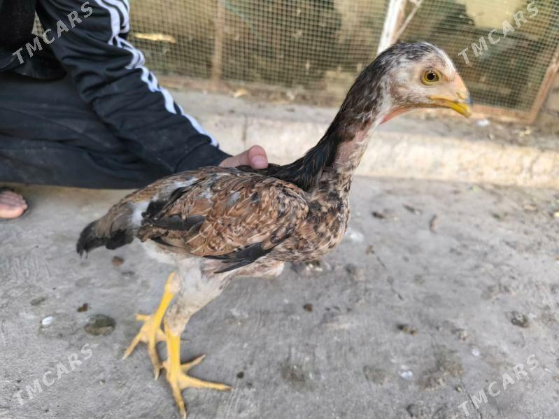 boysow juje - Туркменабат - img 4