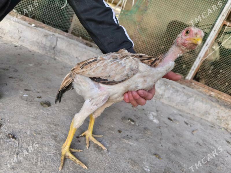 boysow juje - Туркменабат - img 5