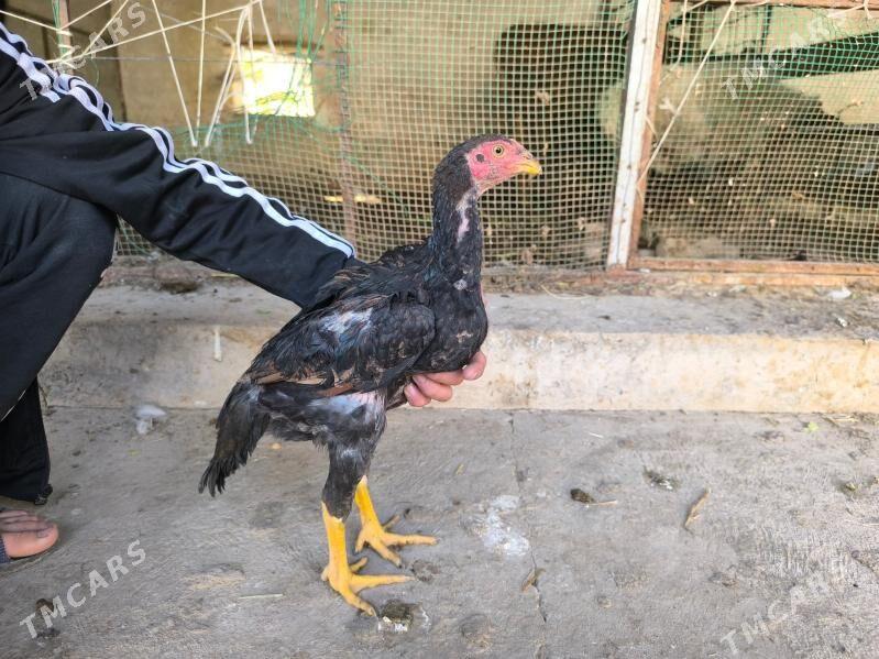 boysow juje - Туркменабат - img 3