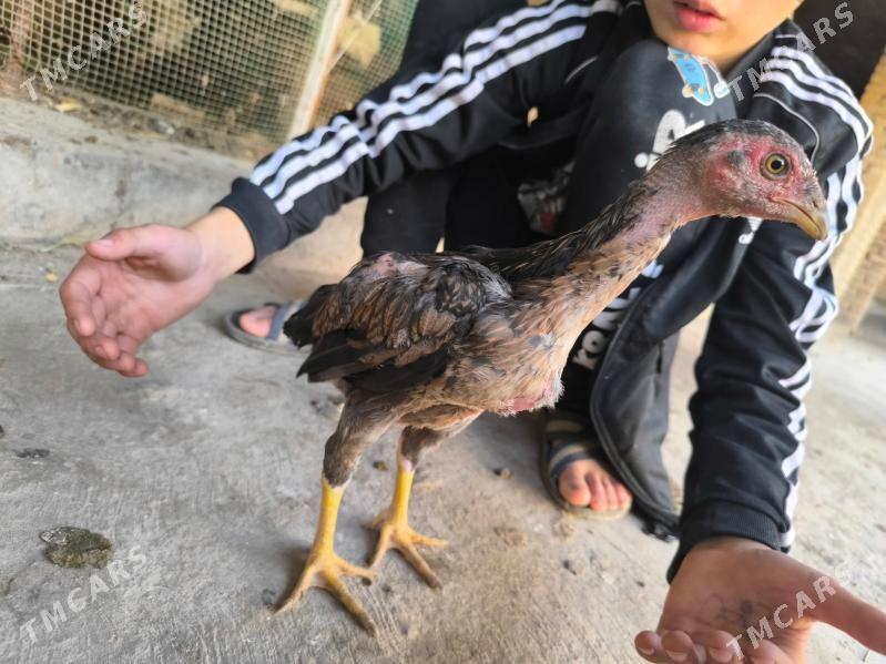 boysow juje - Туркменабат - img 6