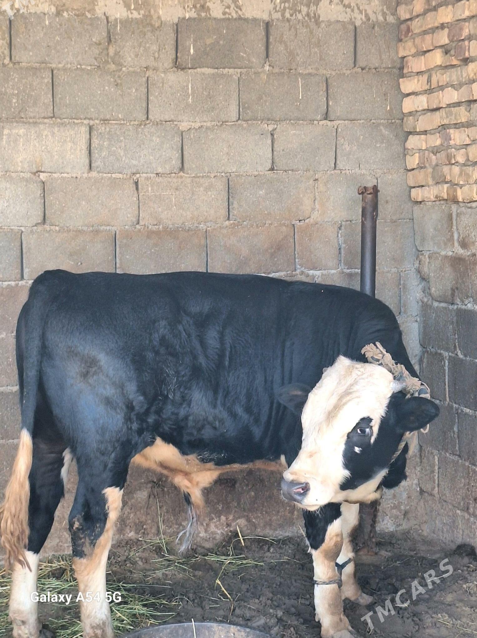 okuz - Gökdepe - img 5