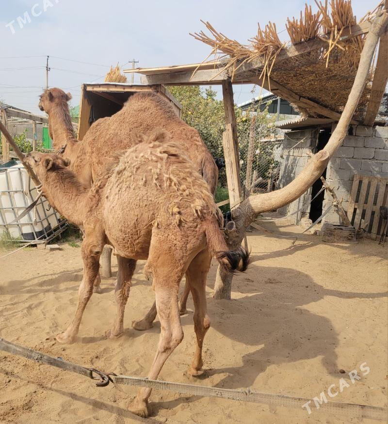 Düýe - Çoganly - img 3