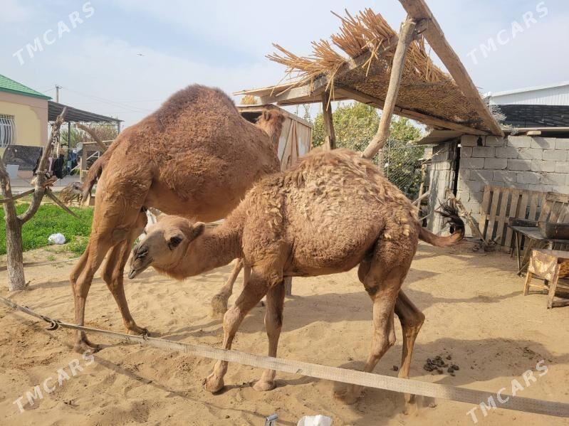 Düýe - Çoganly - img 2