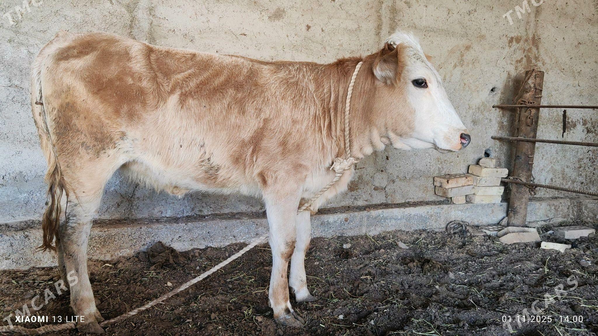 gibrit gulajyn - Mary - img 2