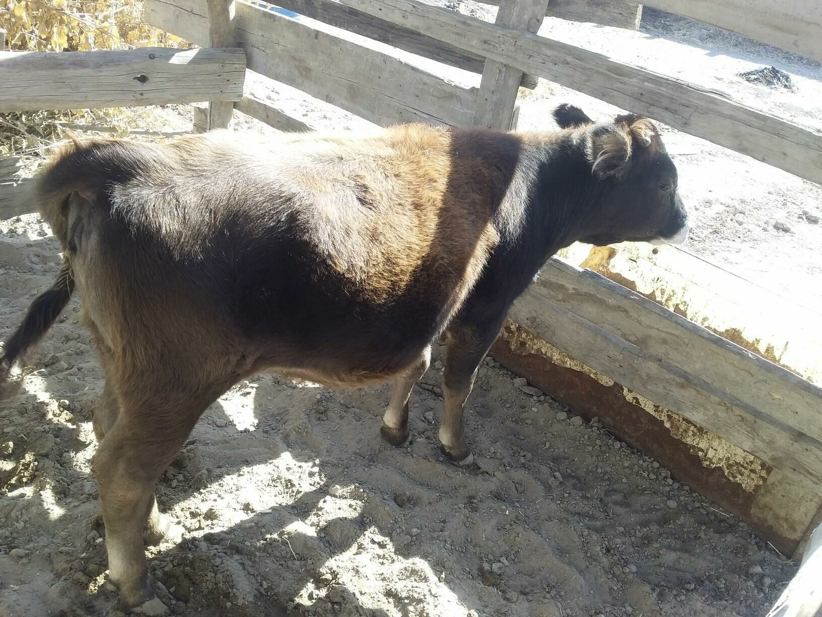 Tüwe - Bäherden - img 4