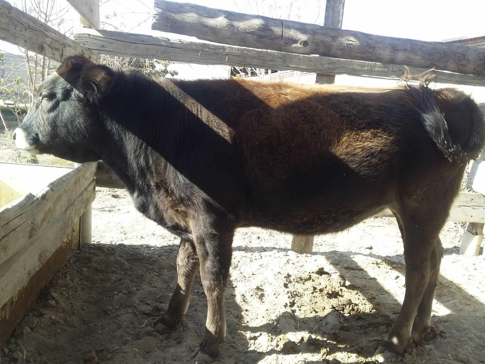 Tüwe - Bäherden - img 2