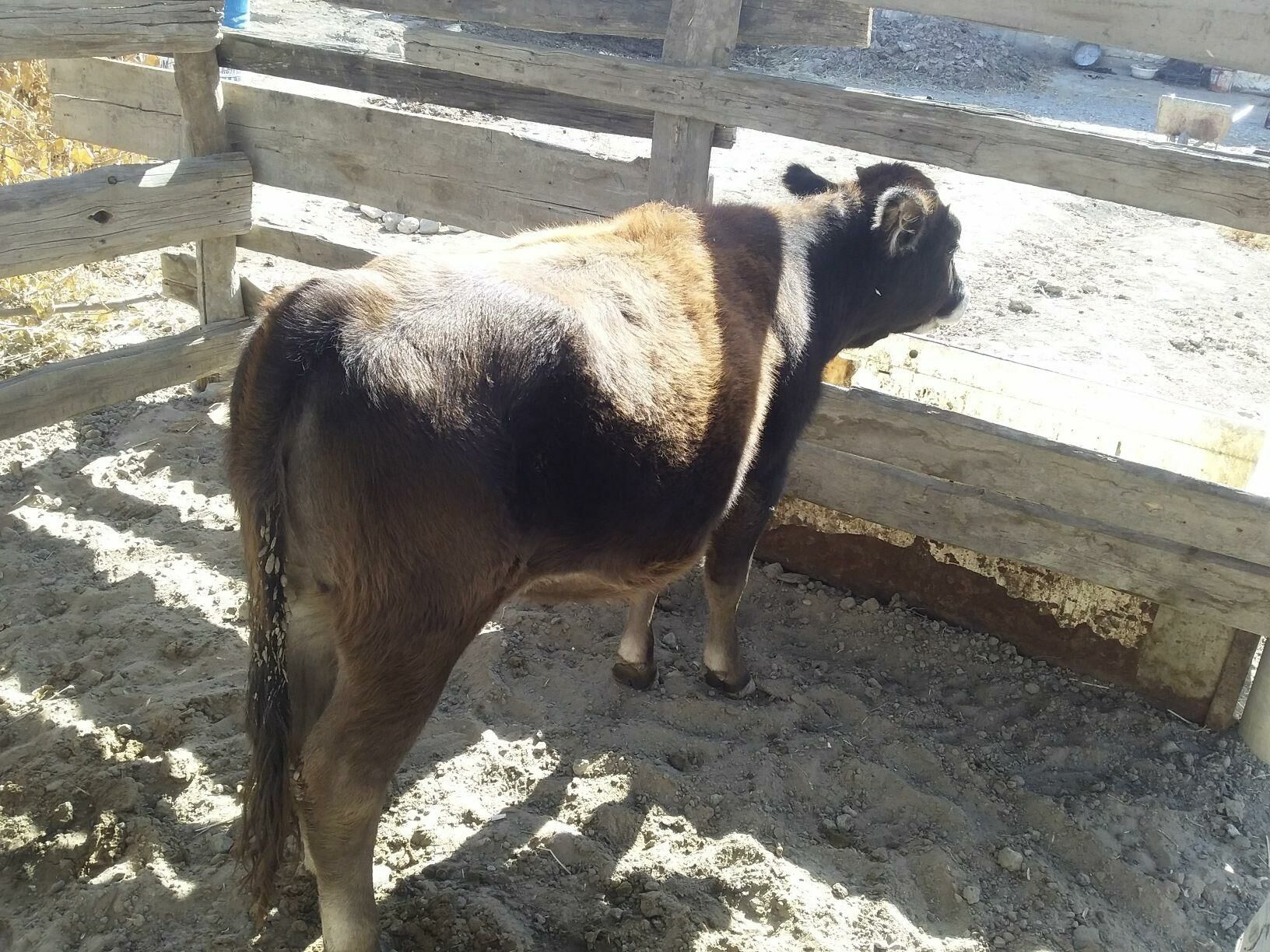 Tüwe - Bäherden - img 3