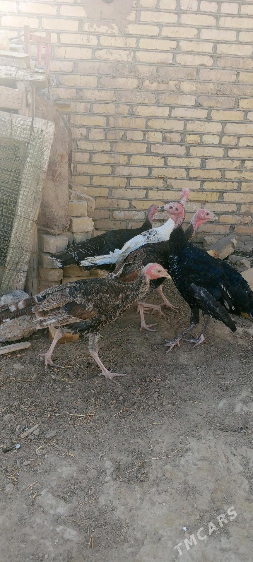 induk - Mary - img 2