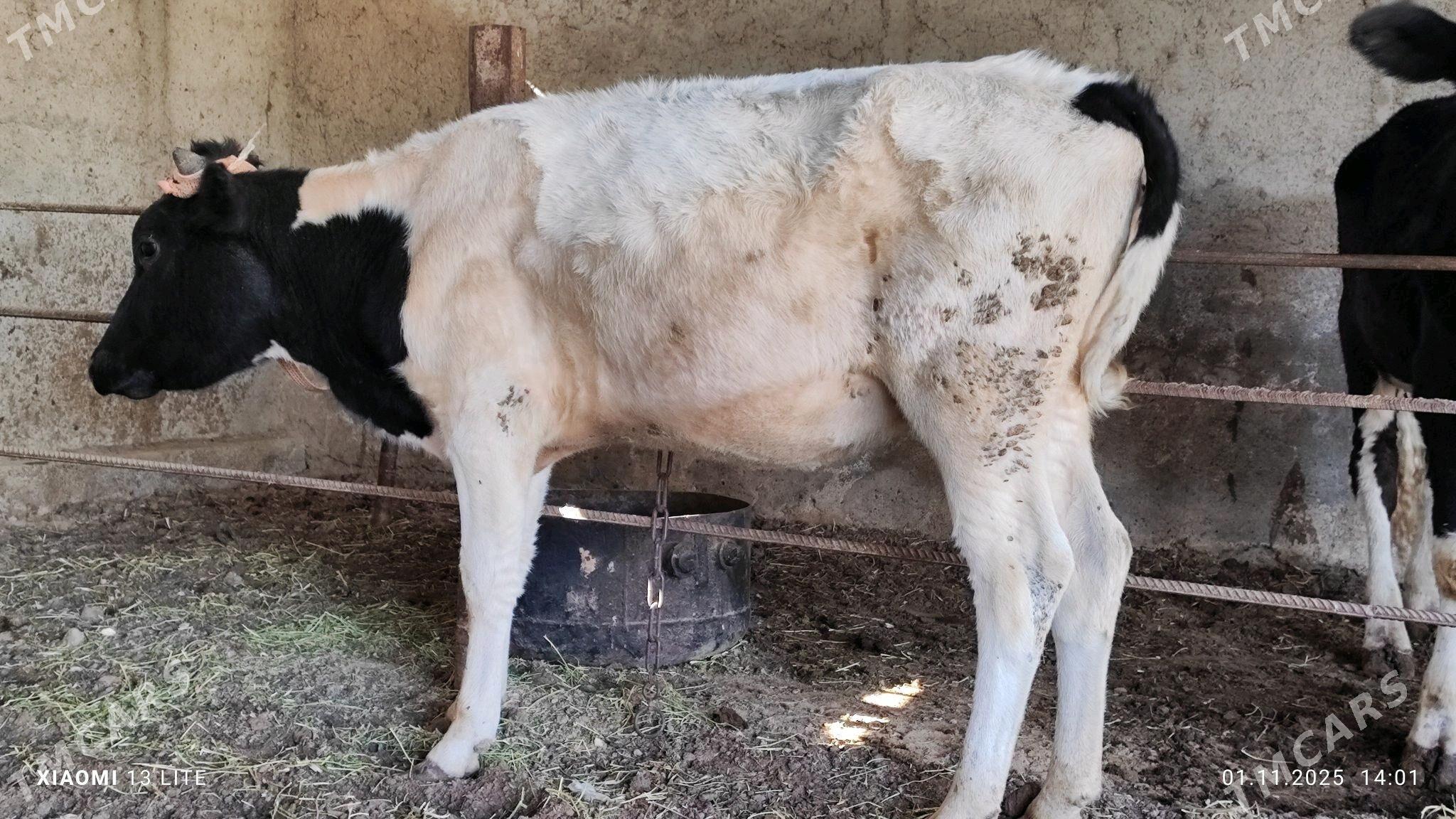 gibrit gulajyn göle - Mary - img 3