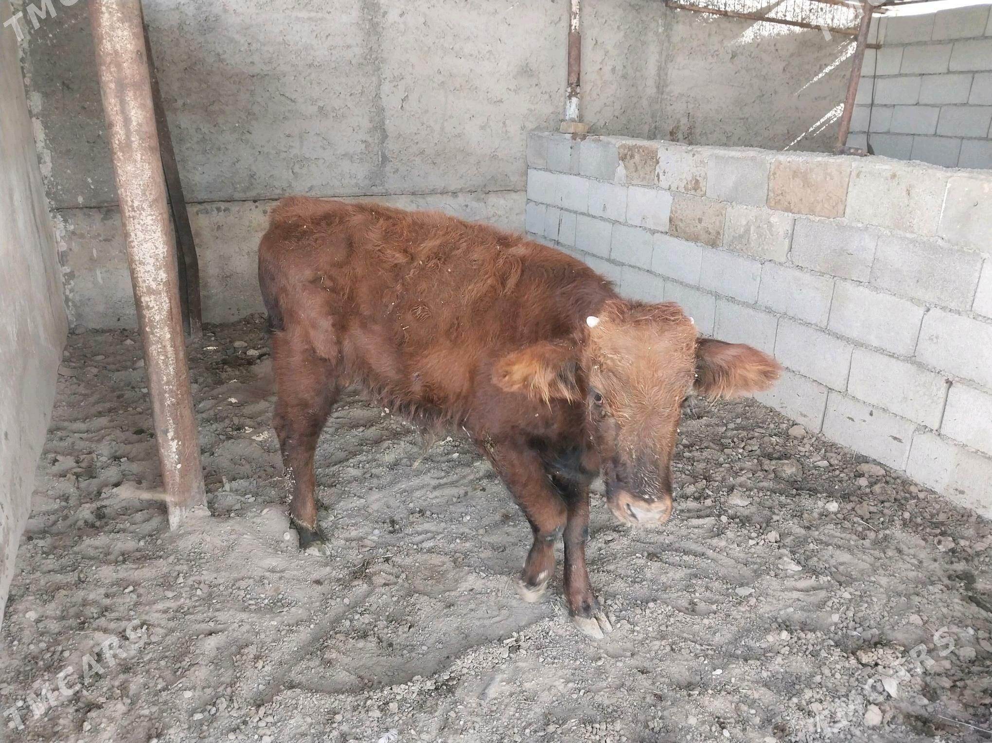 swes Okucze - Ашхабад - img 2