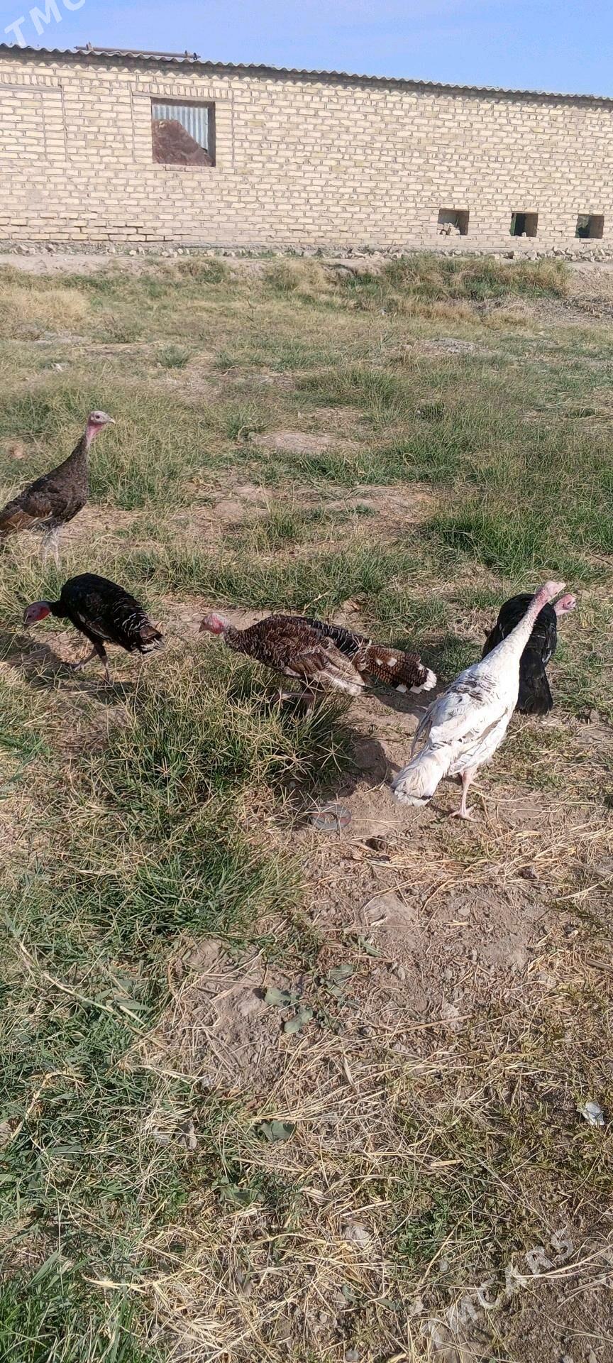 induk - Mary - img 3