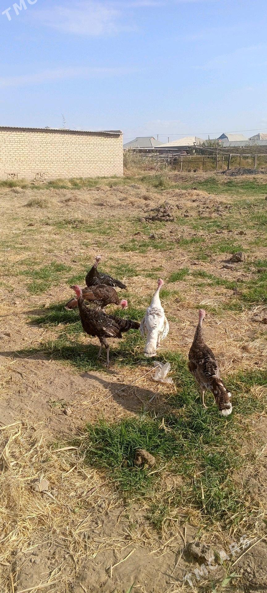 induk - Mary - img 4