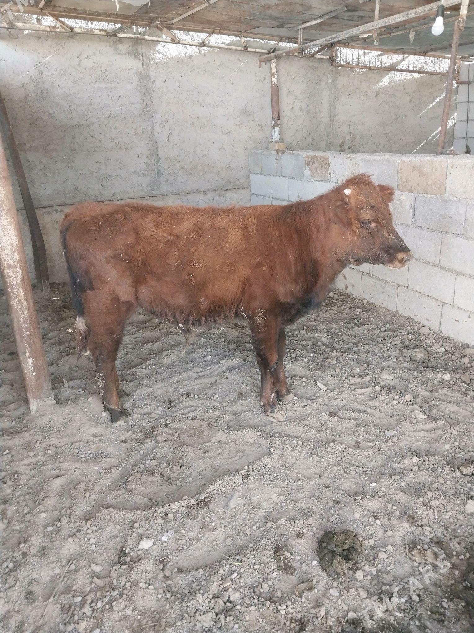 swes Okucze - Ашхабад - img 3