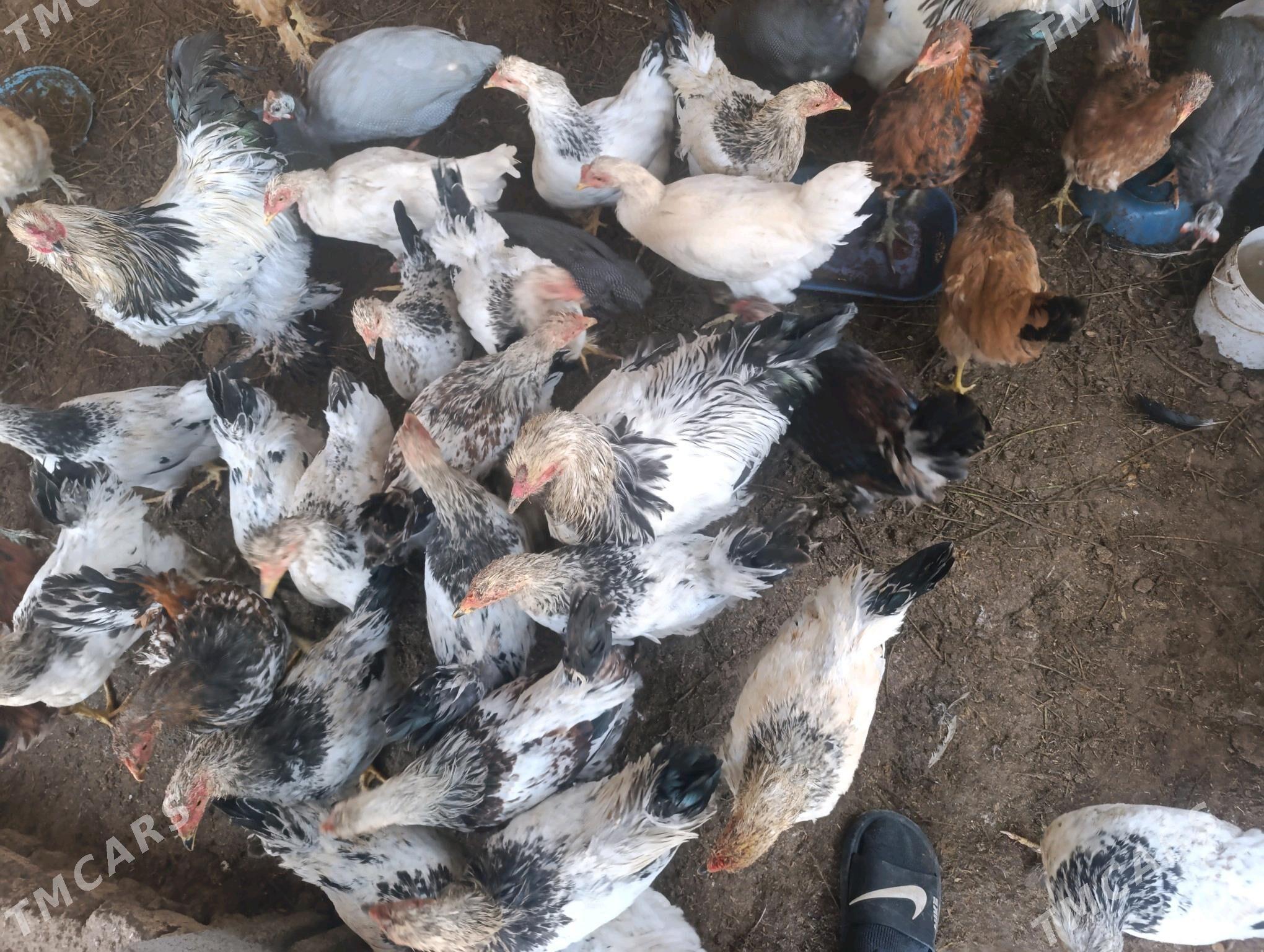 Brama horazlar we brama jüjele - Tejen - img 5