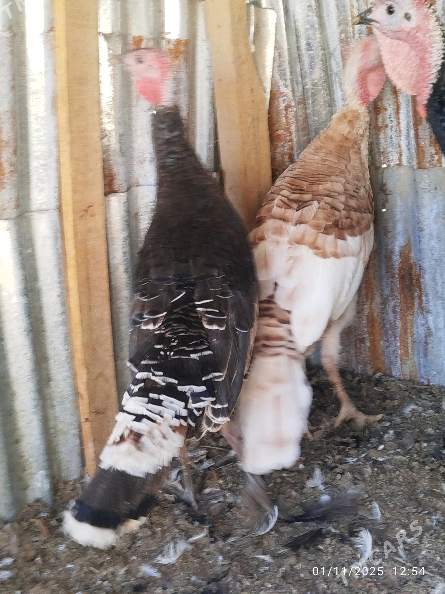 induk - Векильбазар - img 4