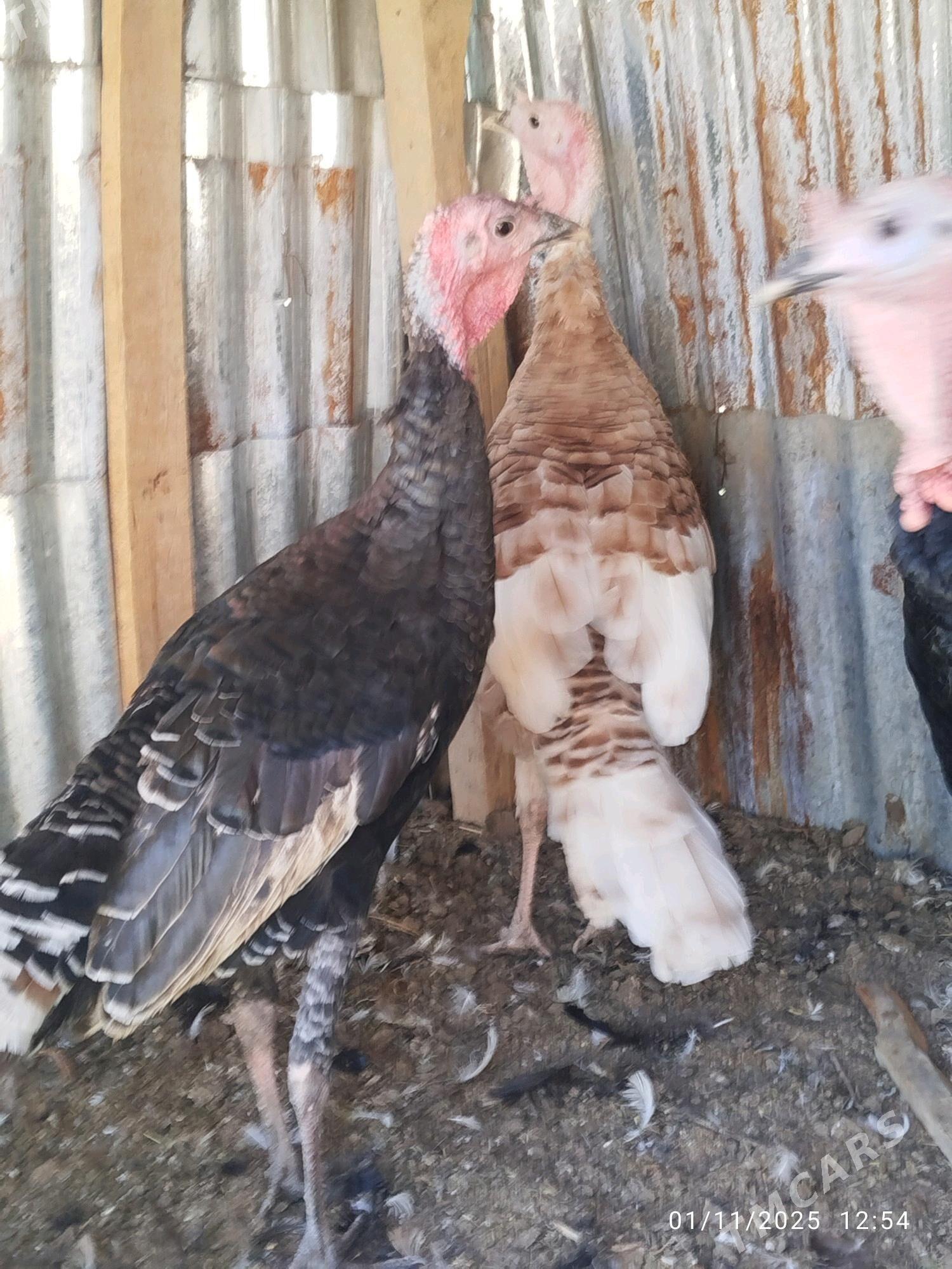 induk - Векильбазар - img 5