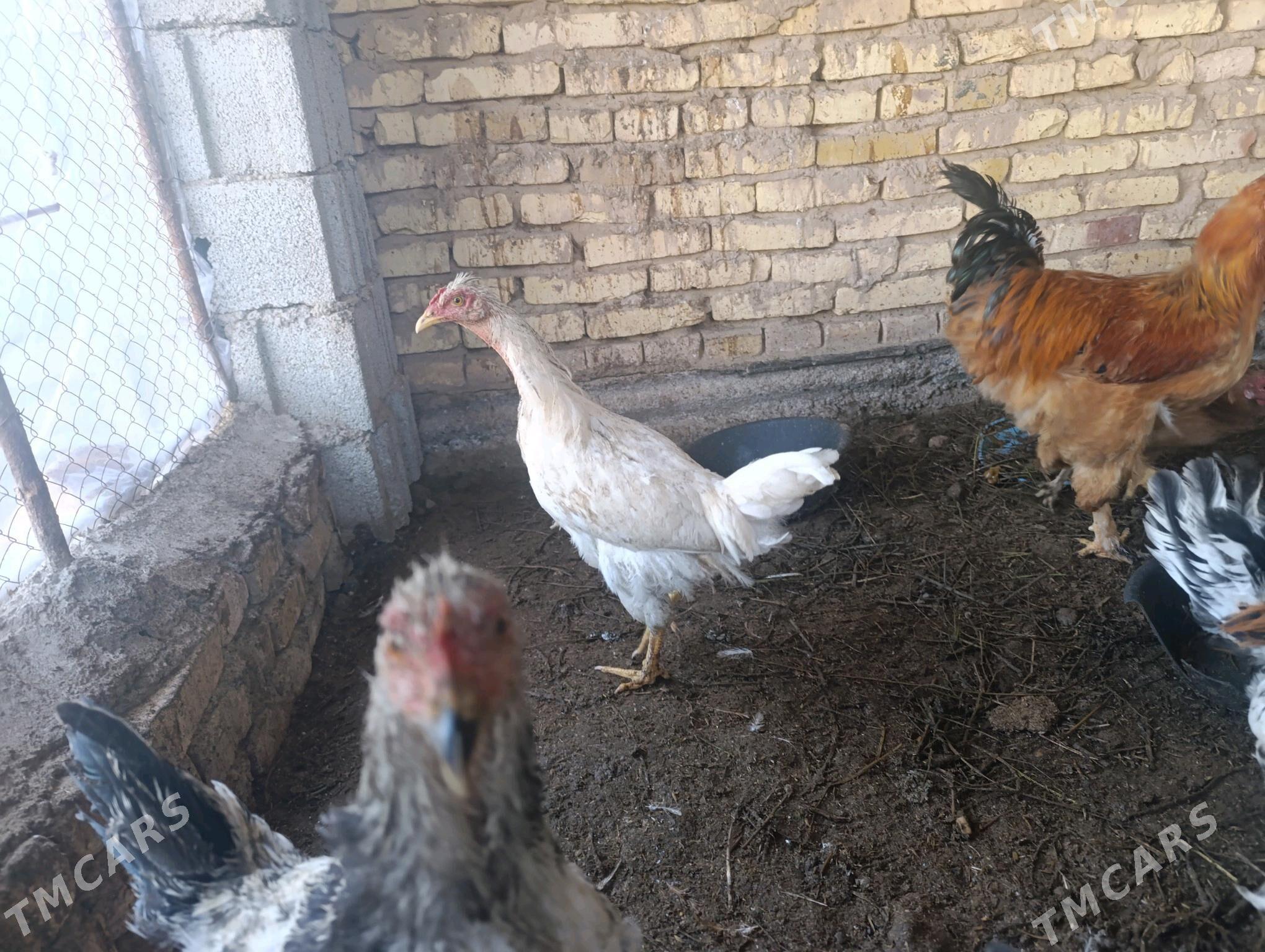 Brama horazlar we brama jüjele - Tejen - img 4