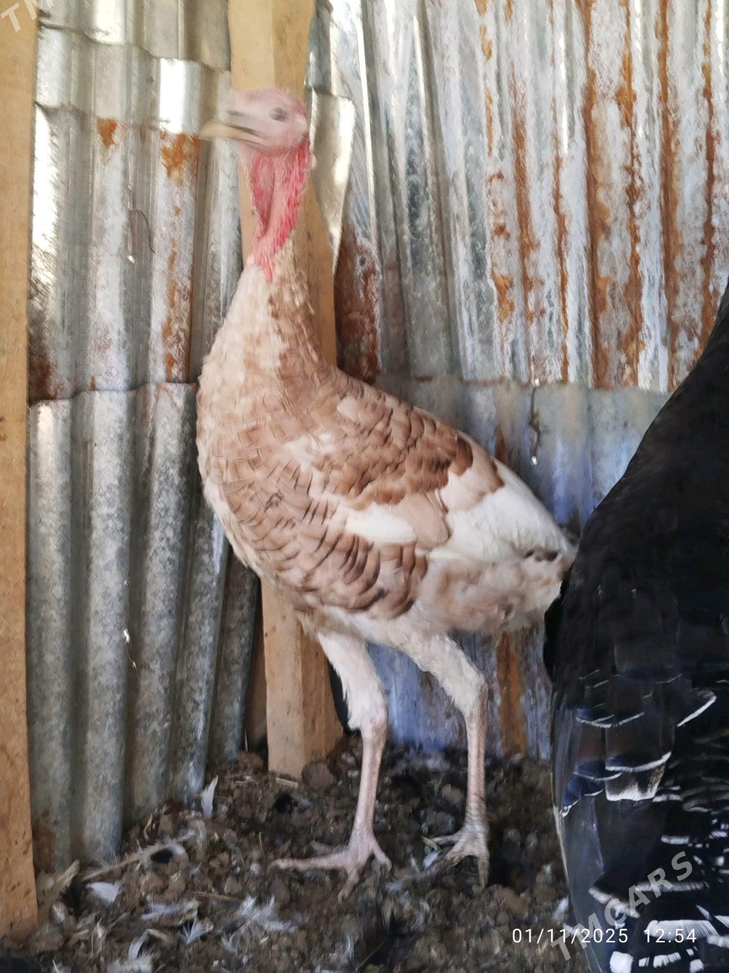 induk - Векильбазар - img 3