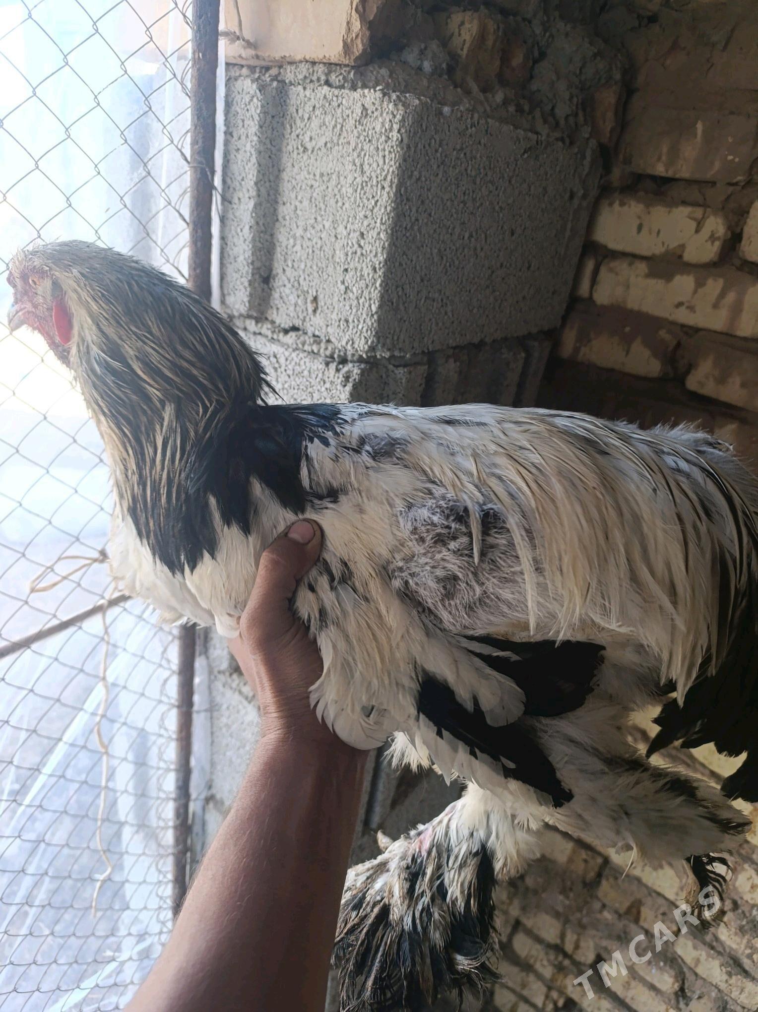 Brama horazlar we brama jüjele - Tejen - img 2