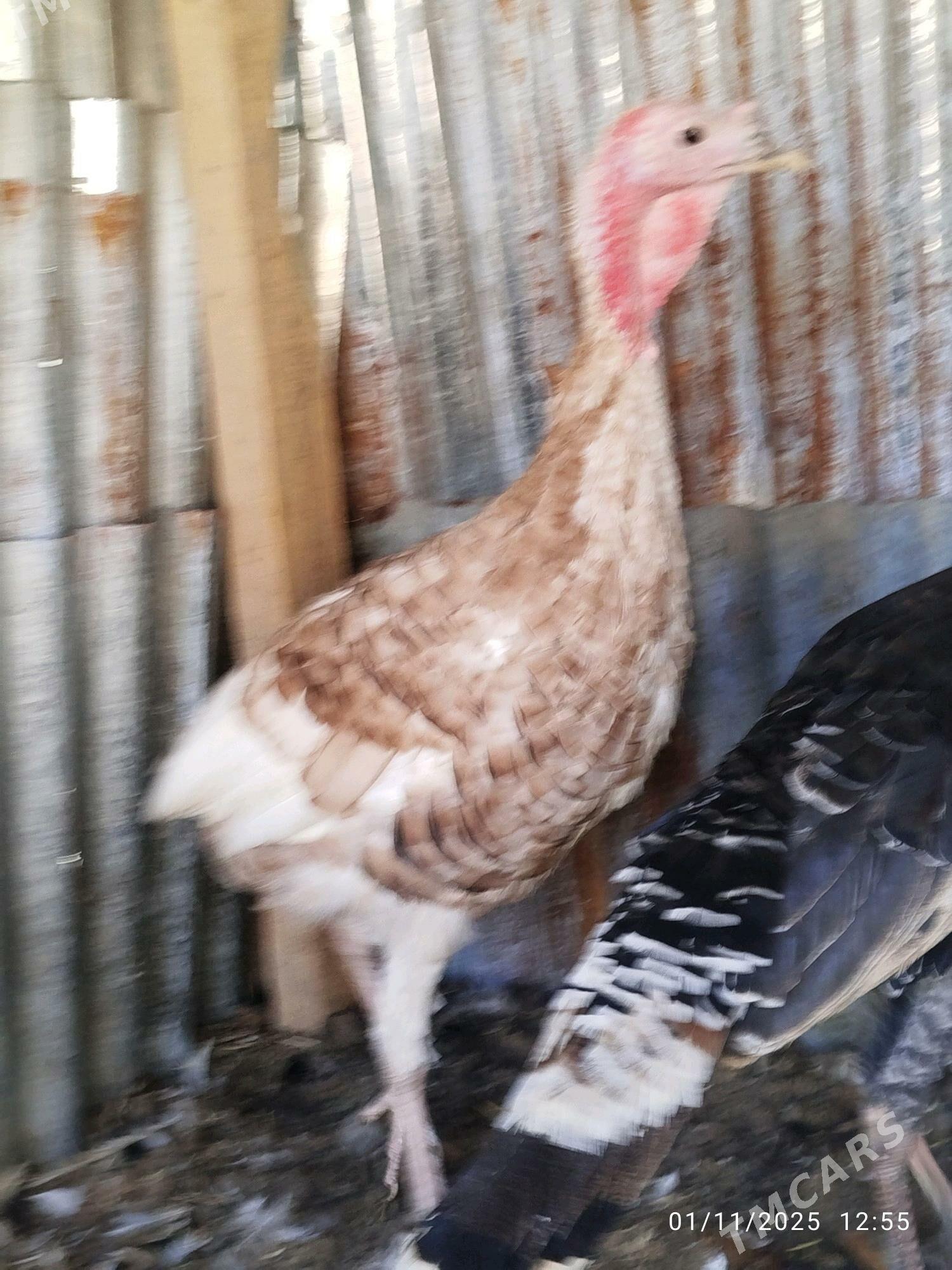 induk - Векильбазар - img 2