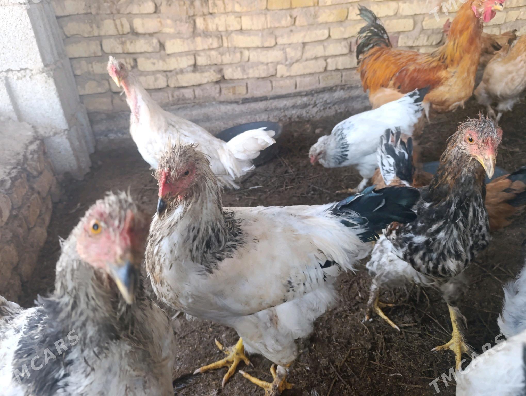 Brama horazlar we brama jüjele - Tejen - img 3