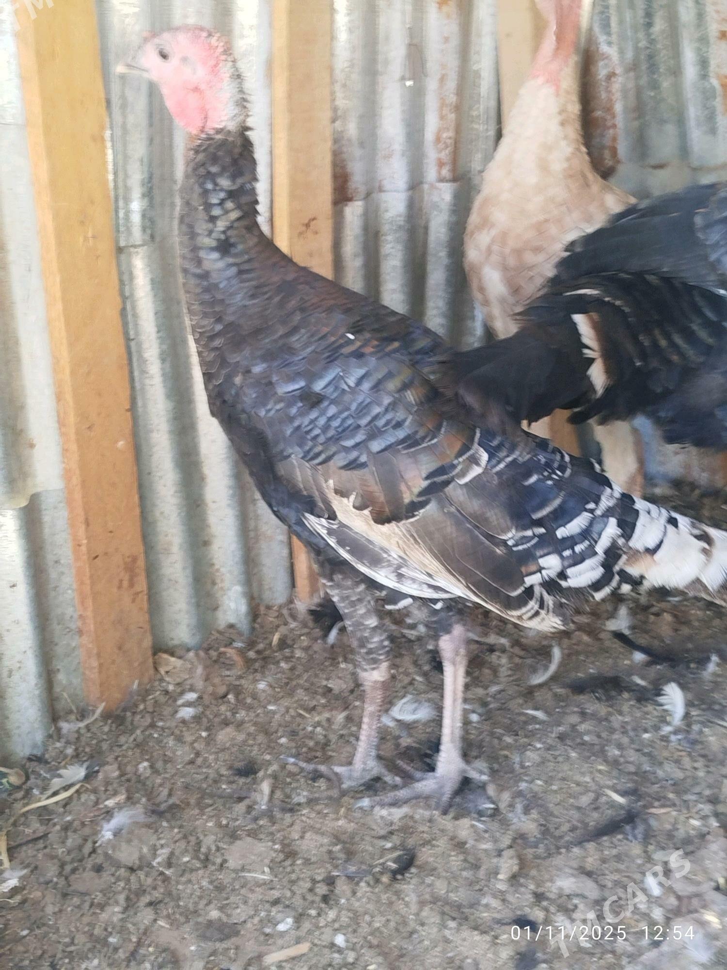 induk - Векильбазар - img 6