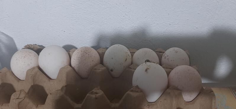 induk yumurtga owgan paroda - Тязе заман - img 1