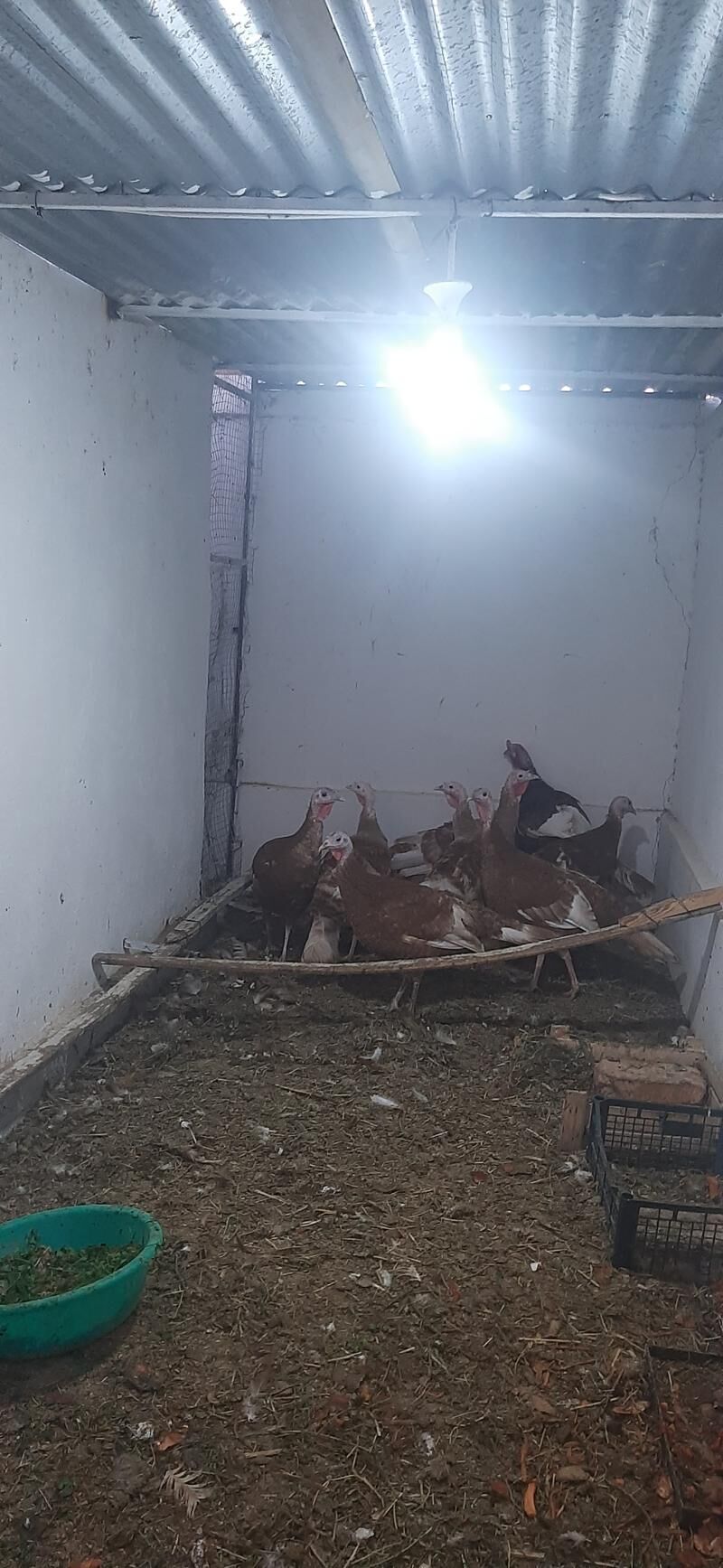 induk yumurtga owgan paroda - Täze zaman - img 2