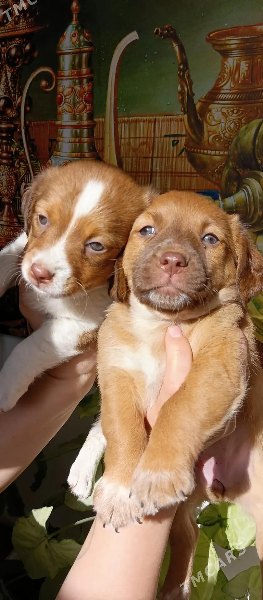 Собачки - Mary - img 7