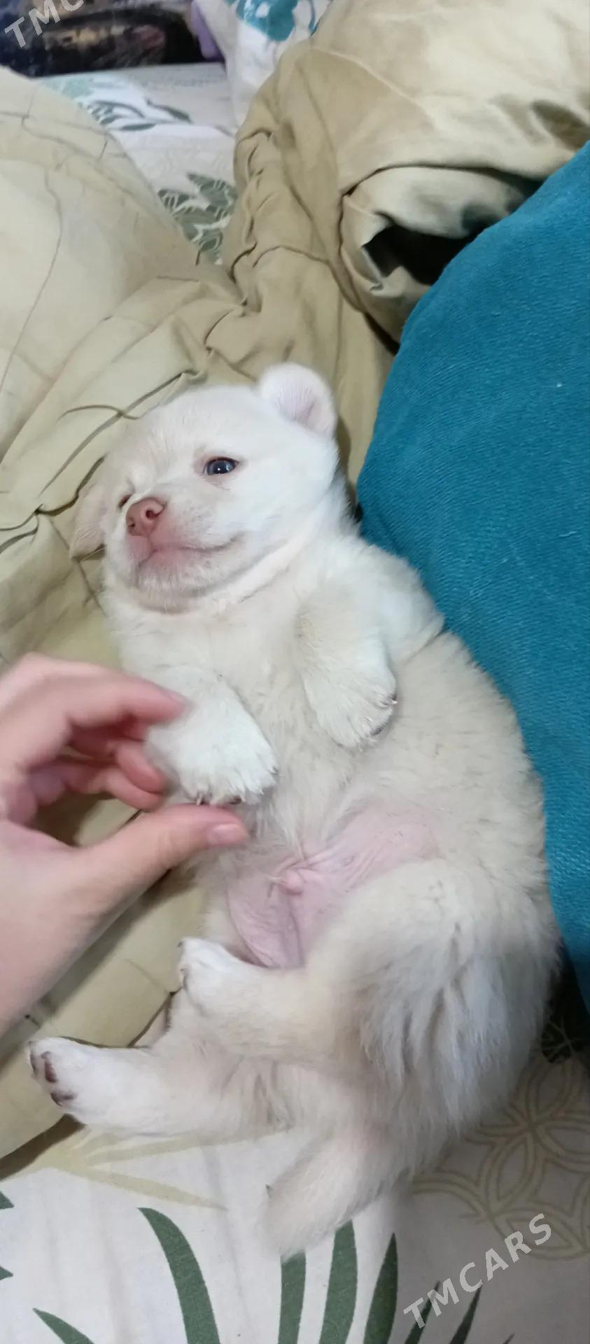 Собачки - Mary - img 2