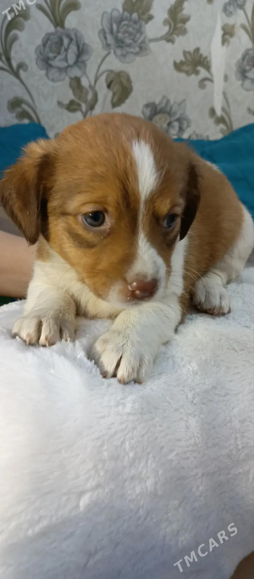 Собачки - Mary - img 10