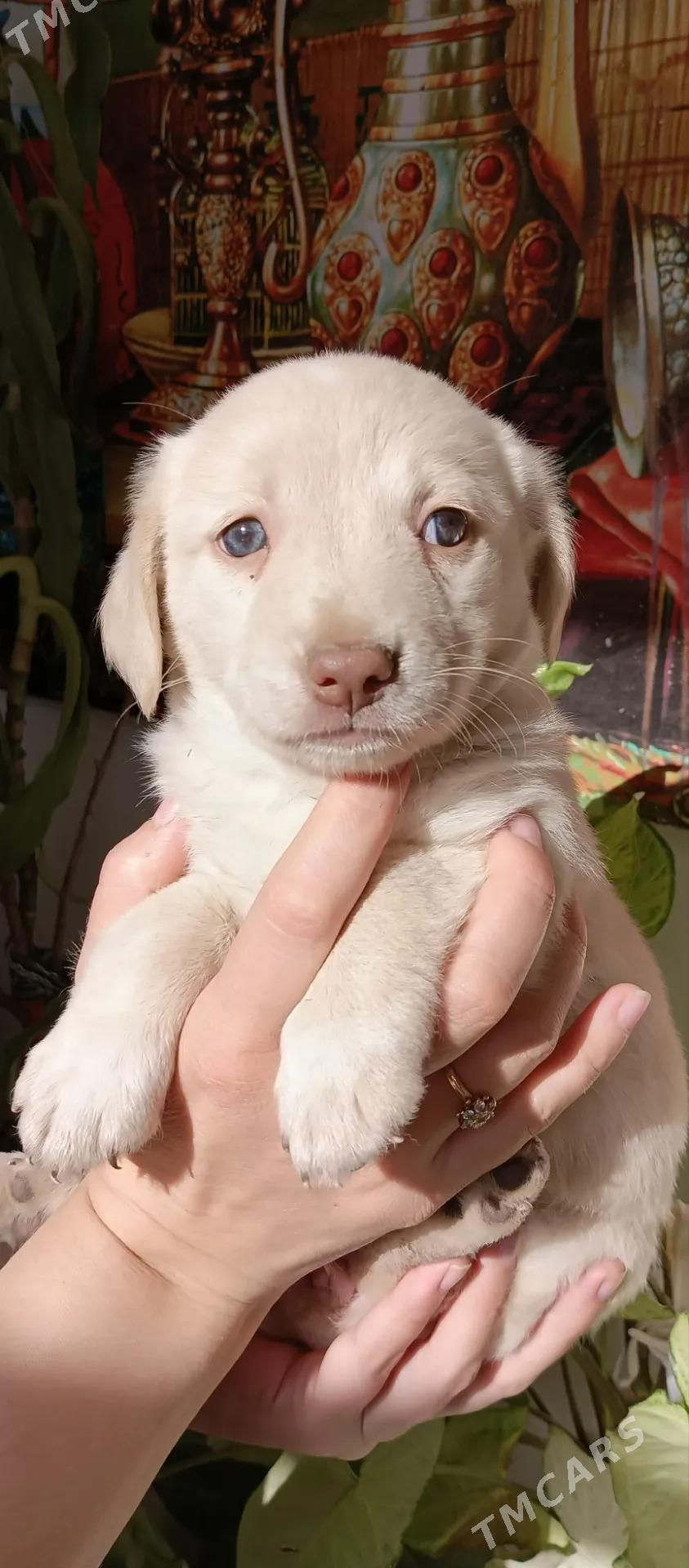 Собачки - Mary - img 8