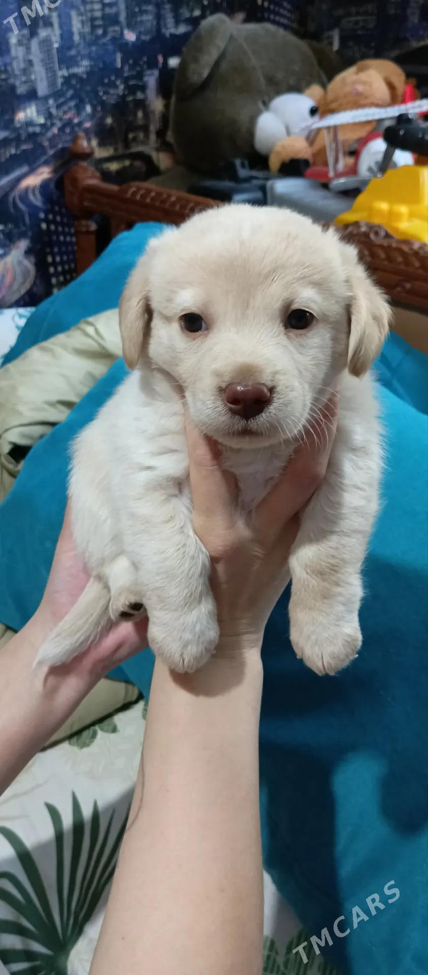 Собачки - Mary - img 1