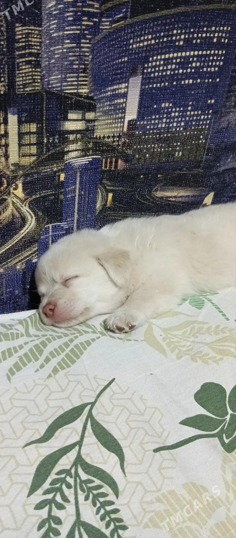 Собачки - Mary - img 4