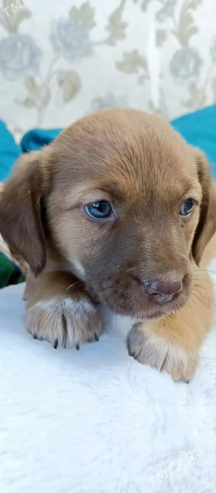 Собачки - Mary - img 9