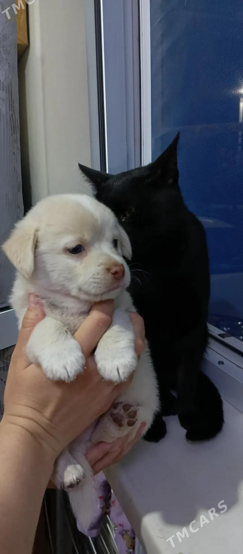 Собачки - Mary - img 6