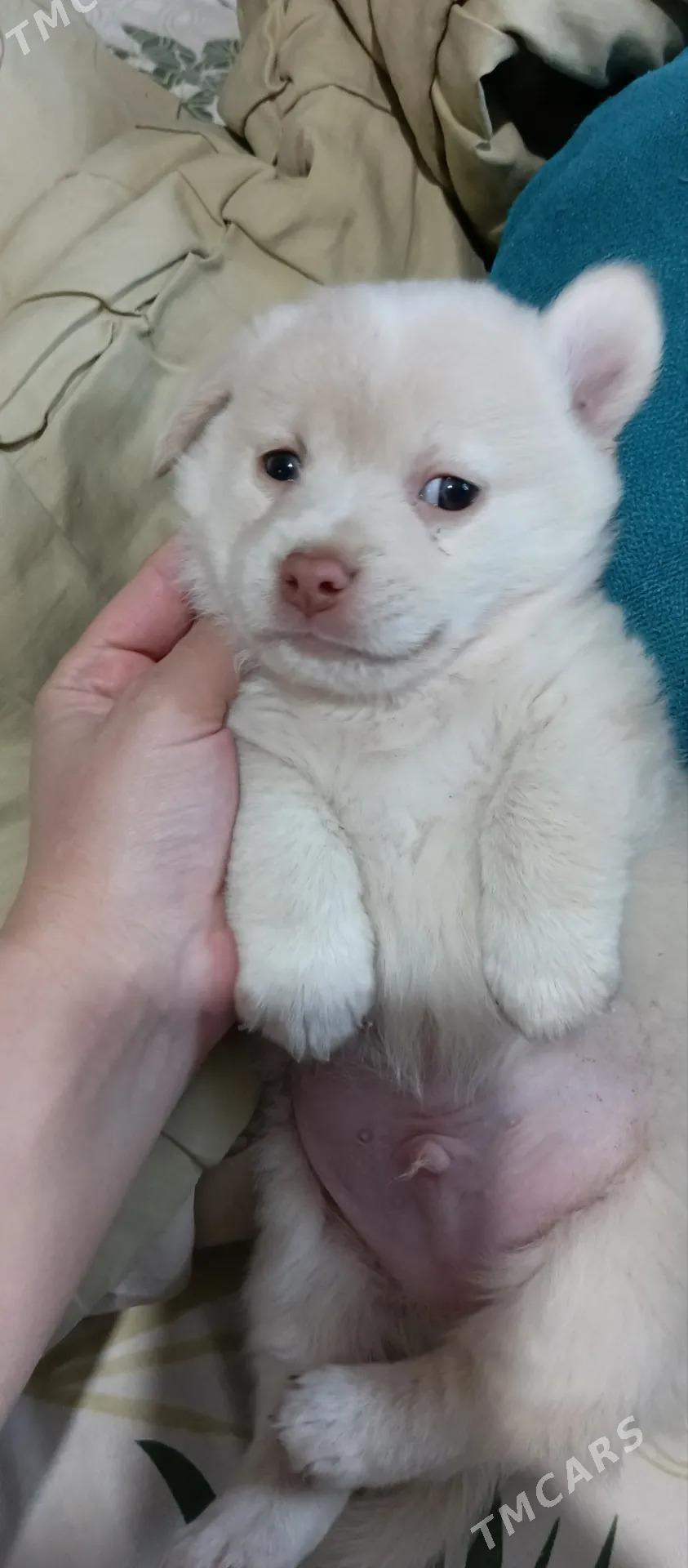 Собачки - Mary - img 5