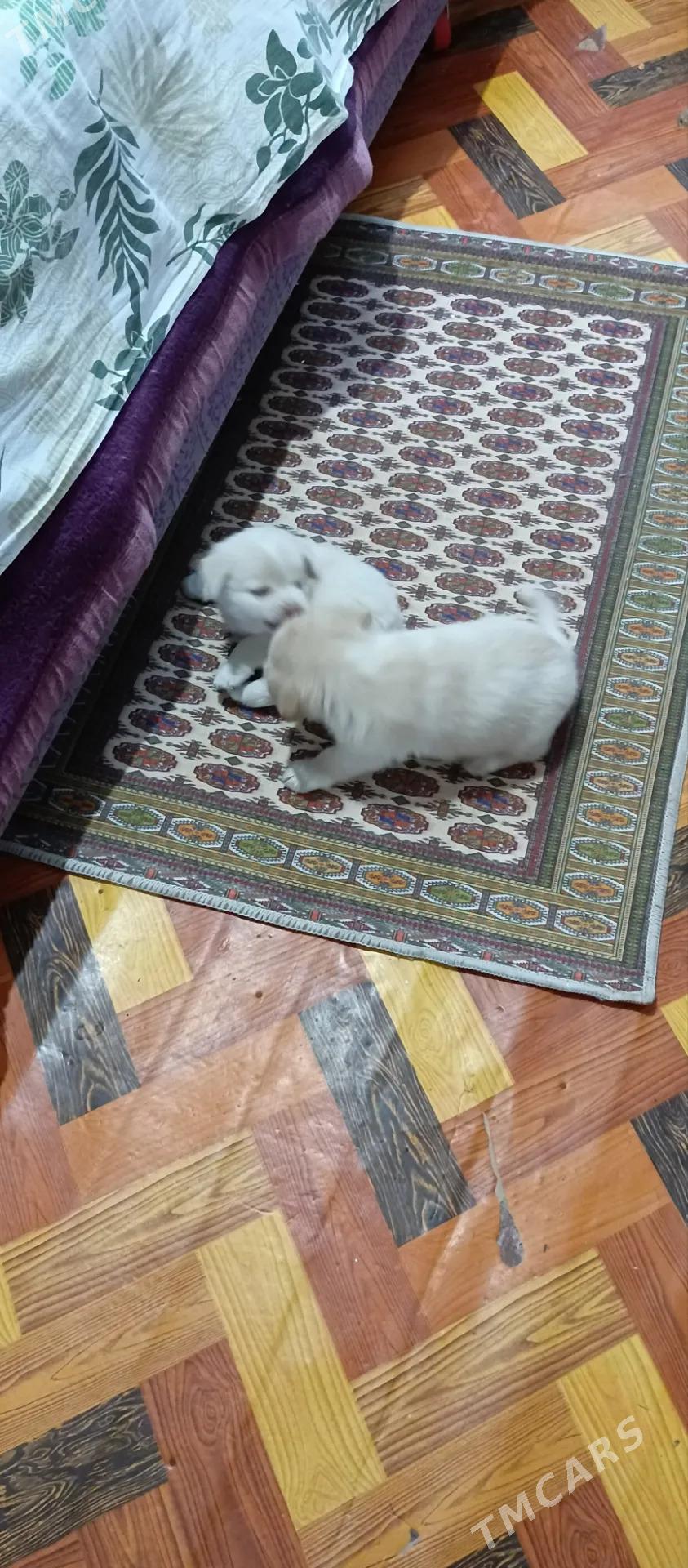 Собачки - Mary - img 3