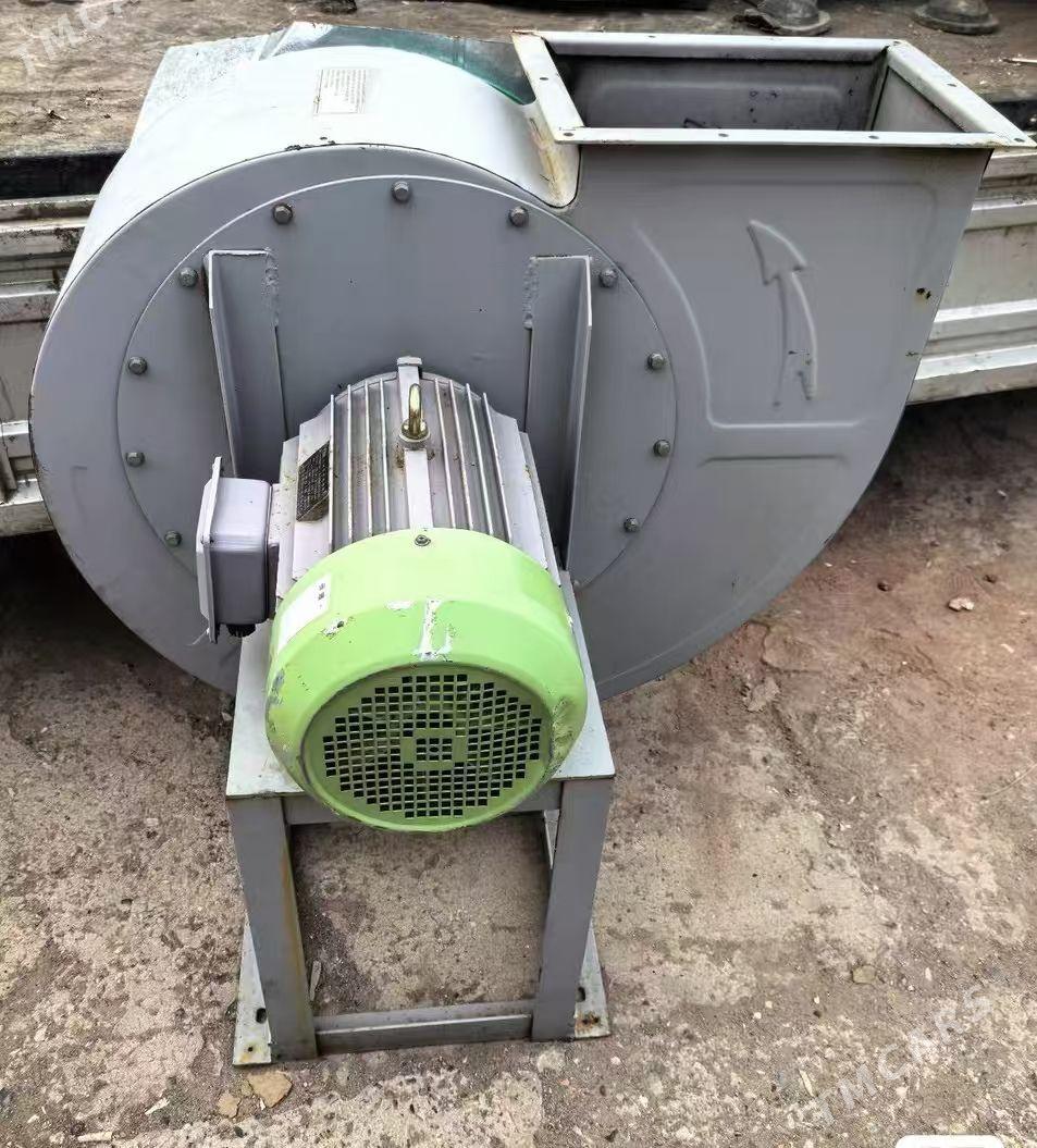 ulitka howalandyryjy - Mary - img 2